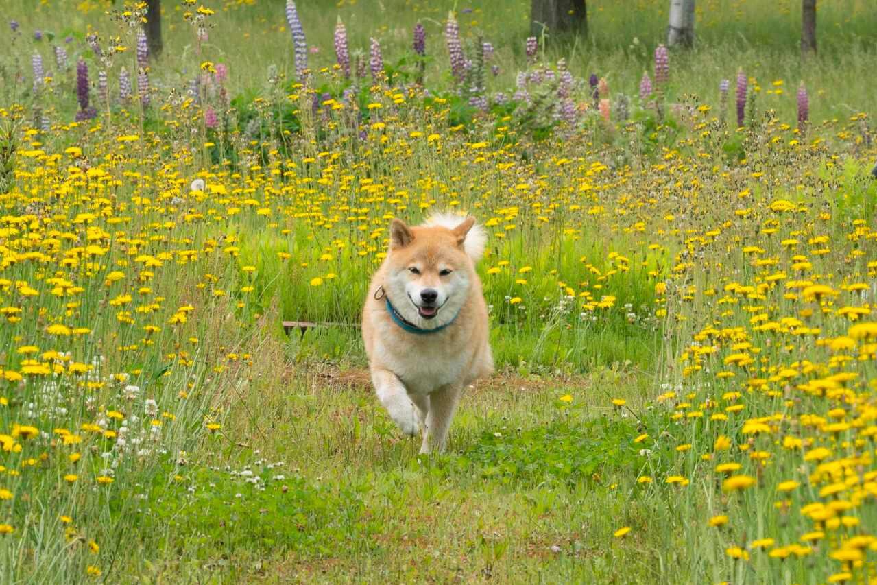 日系柴犬 精品质保签合同 不纯不活包退款 放心购犬 日系柴犬 精品质保签合同 不纯不活包退款 放心购犬