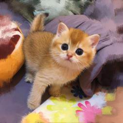 七夕浪漫季萌宠特价出售价格优惠可签协议送饲养教程 七夕浪漫季萌宠特价出售价格优惠可签协议送饲养教程