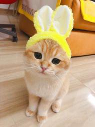 七夕浪漫季萌宠特价出售价格优惠可签协议送饲养教程 七夕浪漫季萌宠特价出售价格优惠可签协议送饲养教程