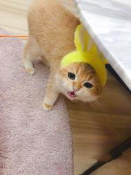 七夕浪漫季萌宠特价出售价格优惠可签协议送饲养教程 七夕浪漫季萌宠特价出售价格优惠可签协议送饲养教程