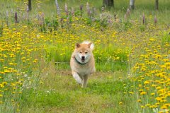 日系柴犬 精品质保签合同 不纯不活包退款 放心购犬 日系柴犬 精品质保签合同 不纯不活包退款 放心购犬