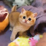 七夕浪漫季萌宠特价出售价格优惠可签协议送饲养教程 七夕浪漫季萌宠特价出售价格优惠可签协议送饲养教程