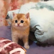 七夕浪漫季萌宠特价出售价格优惠可签协议送饲养教程