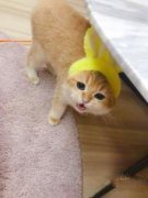 七夕浪漫季萌宠特价出售价格优惠可签协议送饲养教程