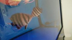 自家养的龙鱼 精品四纹虎5条皇冠黑白2条 斑马狗头