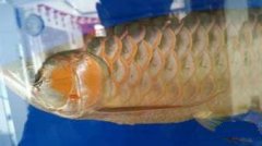 自家养的龙鱼 精品四纹虎5条皇冠黑白2条 斑马狗头