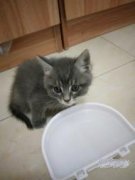 因父母不同意养猫所以要送人