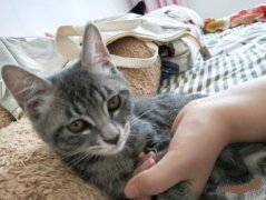 因父母不同意养猫所以要送人