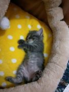 因父母不同意养猫所以要送人